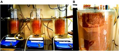 New Insight Into the Interspecies Shift of Anammox Bacteria Ca. “Brocadia” and Ca. “Jettenia” in Reactors Fed With Formate and Folate